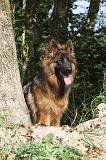 BERGER ALLEMAND 021